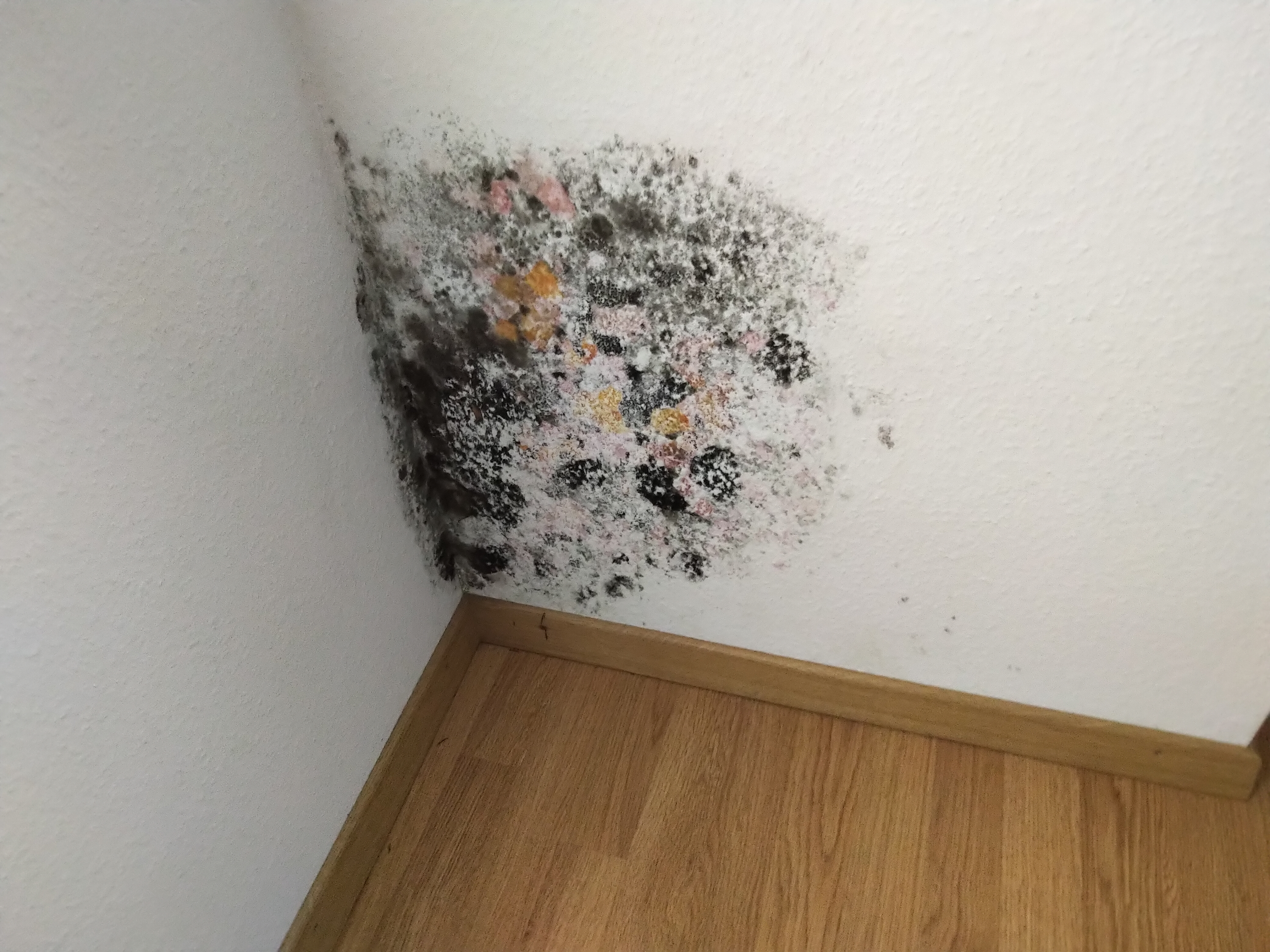 Schimmel in Mietwohnung auf Tapete